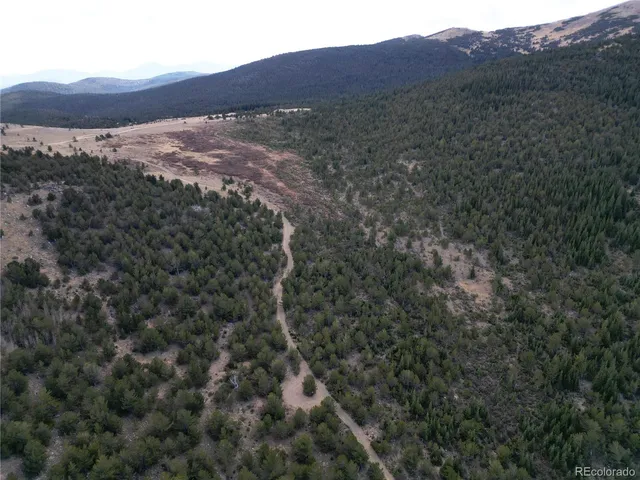 a view of a tree in a forest