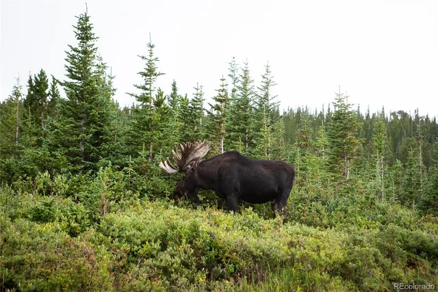 a view of a lush green forest