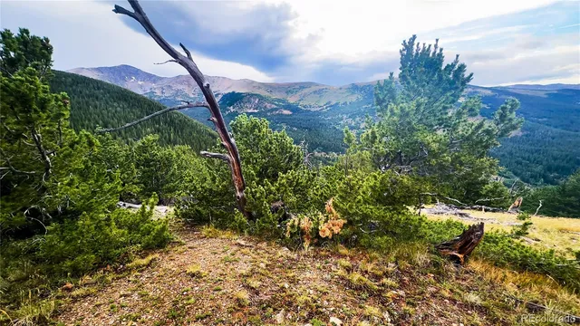 a view of a yard with plants and a bench