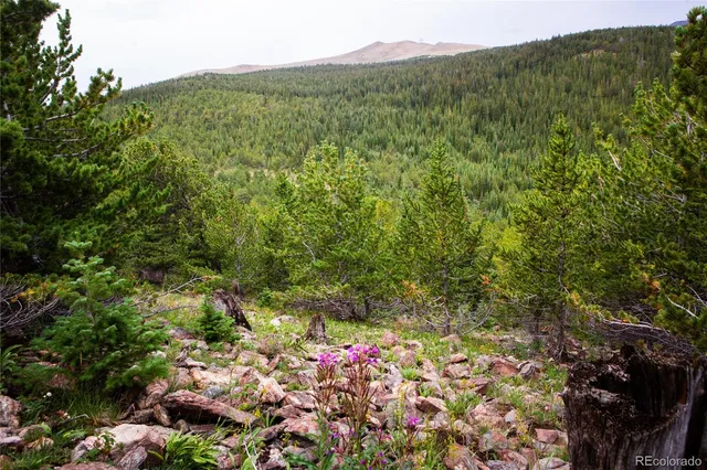 a view of a lush green forest with houses