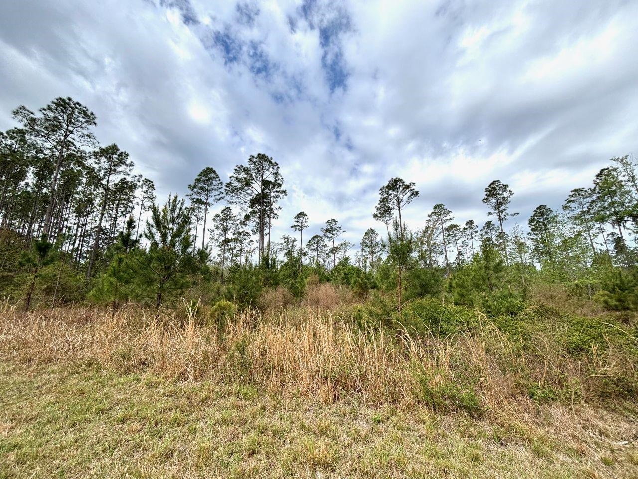 Vacant Southwest Ontario Road Greenville, FL 32331 - Photo 6 of 11