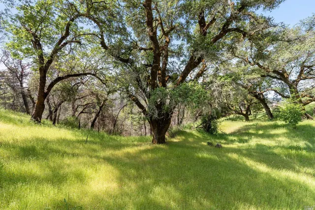 a view of yard with tree in the background