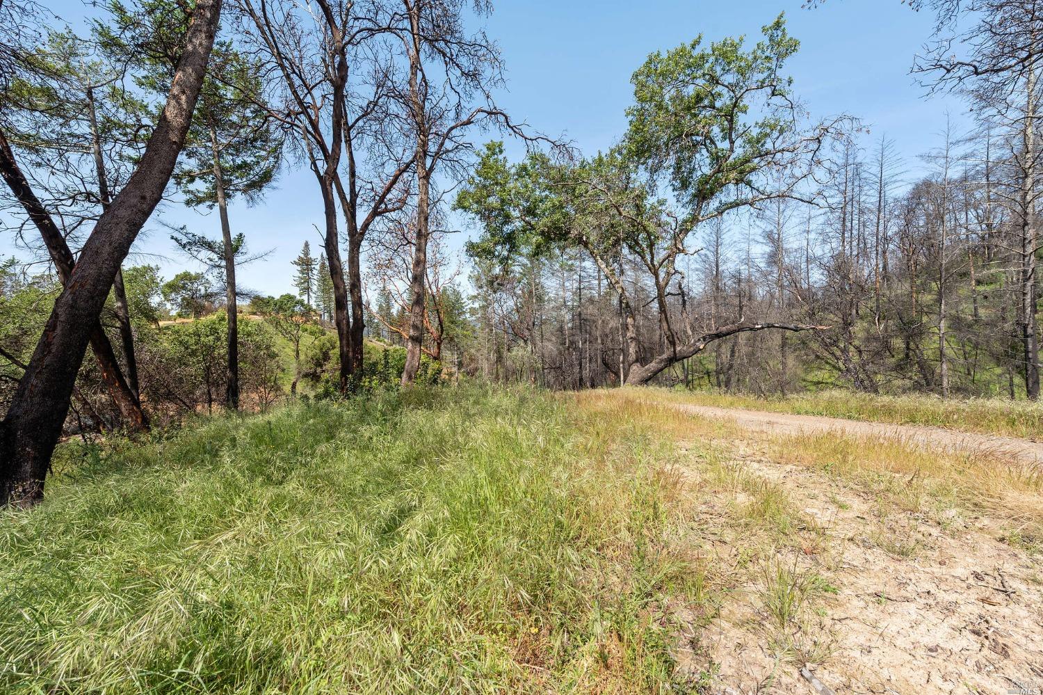 2440 Big Ridge Road Healdsburg, CA 95448 - Photo 16 of 20 a view of backyard with tree