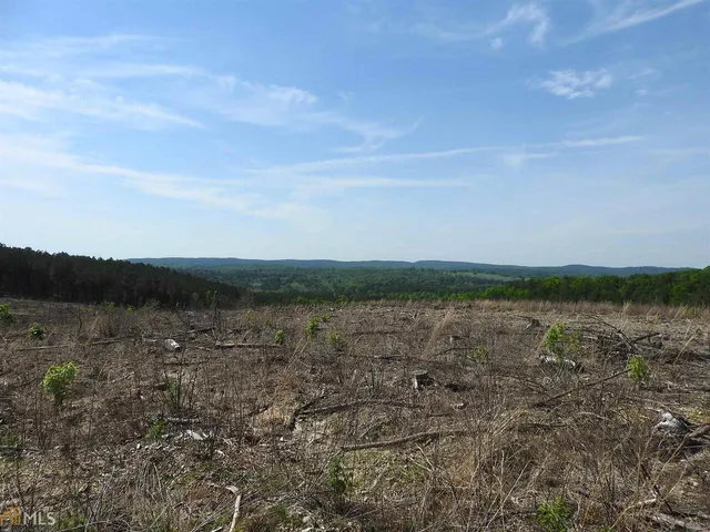 a view of a lush green forest