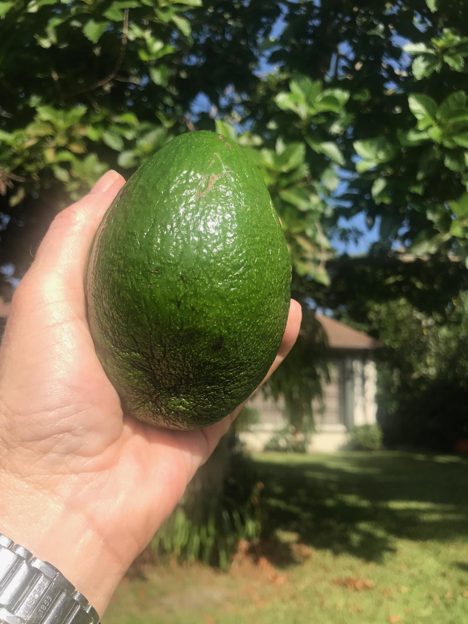 5047 Minto Road Boynton Beach, FL 33472 - Photo 8 of 13 Avocado Tree