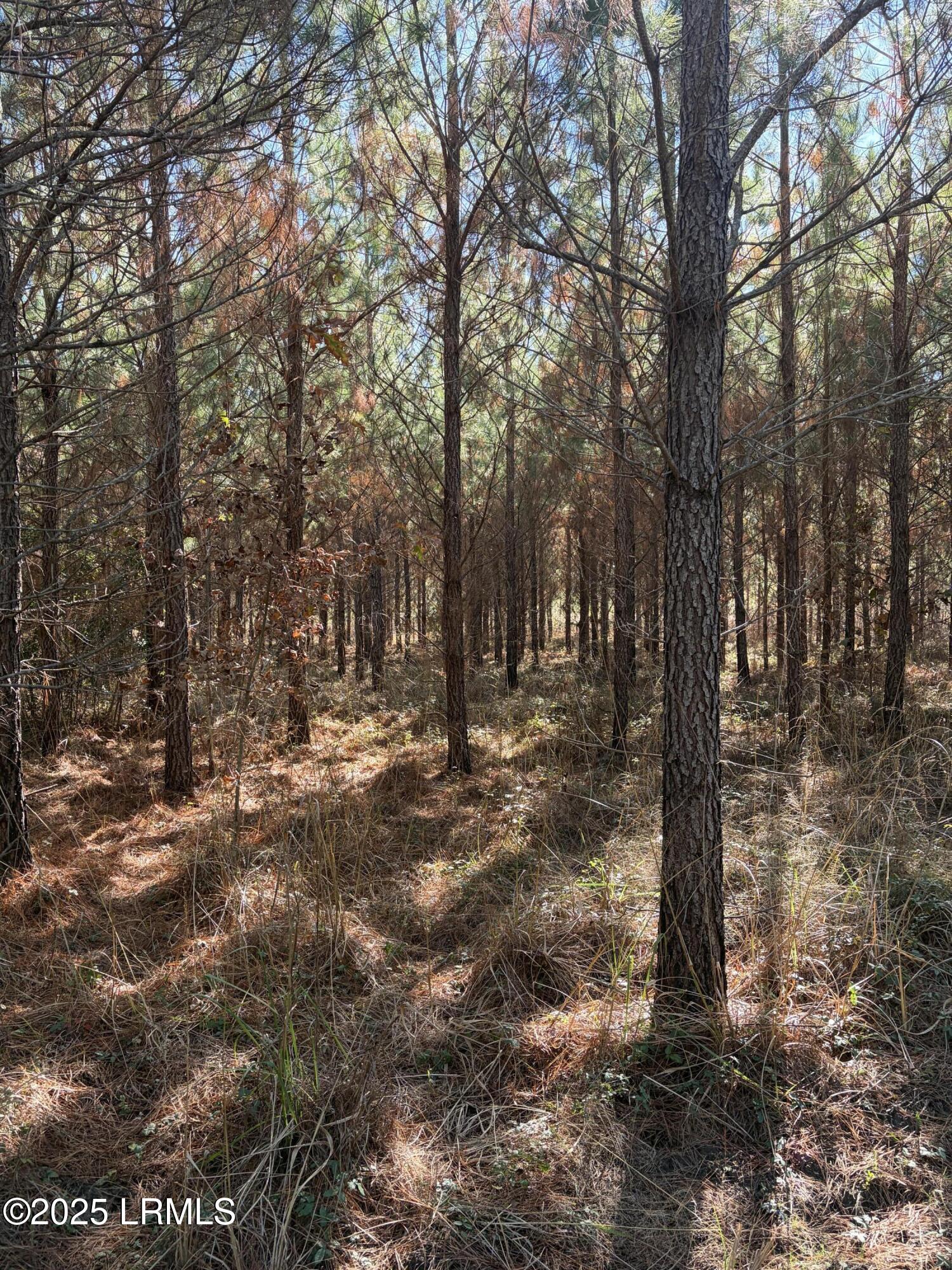 Tbd Tbd Orangeburg Road Estill, SC 29918 - Photo 11 of 30 Timber 1