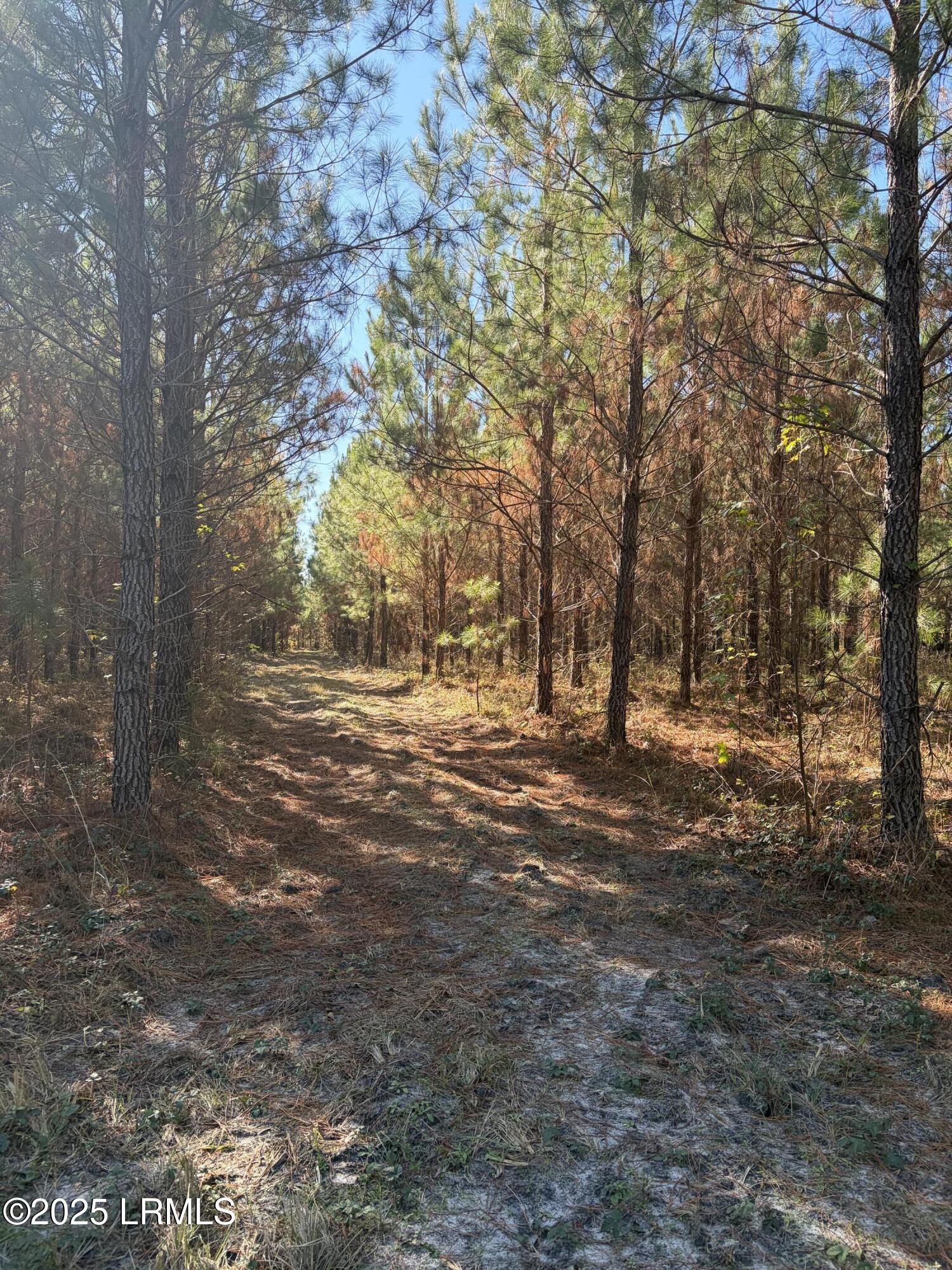 Tbd Tbd Orangeburg Road Estill, SC 29918 - Photo 12 of 30 Timber 2
