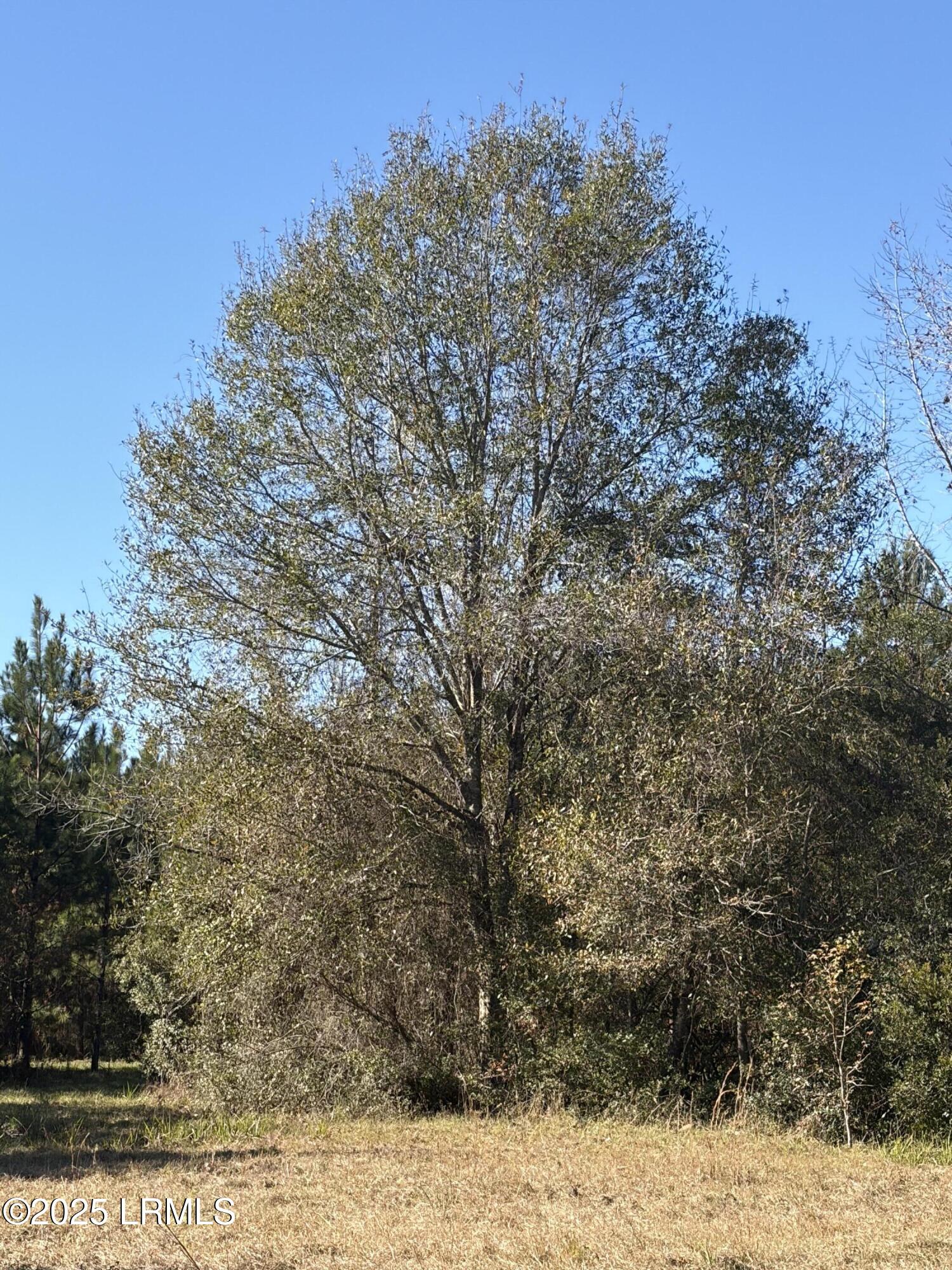 Tbd Tbd Orangeburg Road Estill, SC 29918 - Photo 10 of 30 Tree Picture