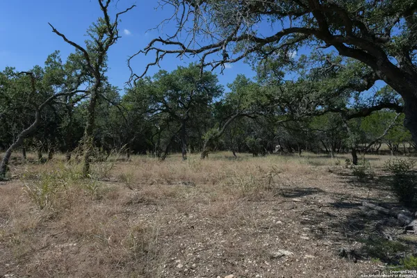 a view of a tree with a yard