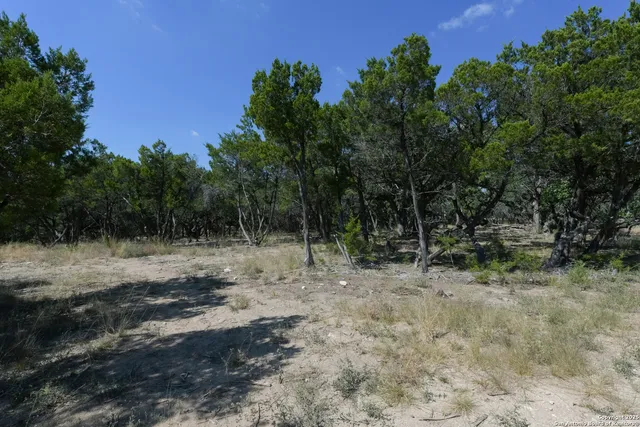 a view of a forest with trees in the background