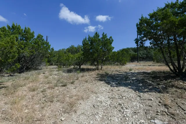 a view of a yard with a tree