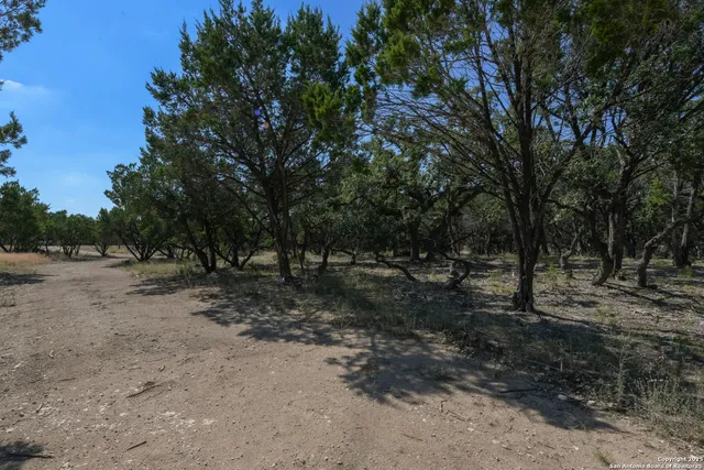 a view of a forest with trees in the background