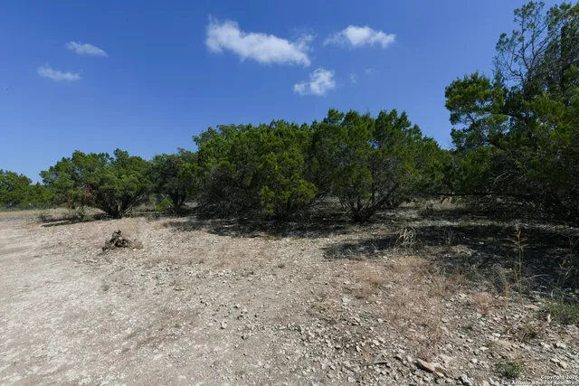 a view of a dry yard with trees