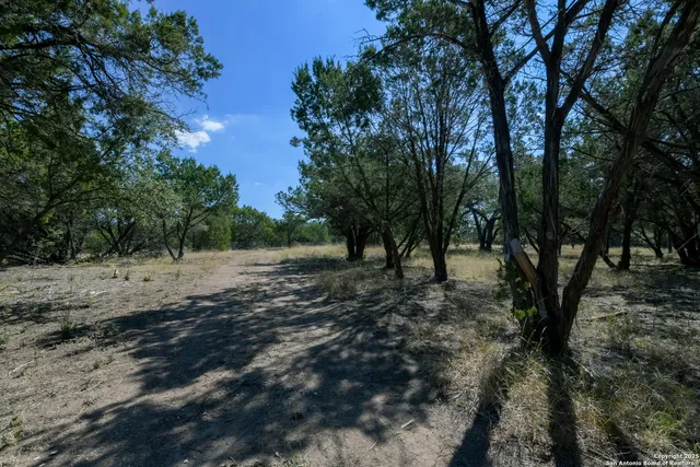 a view of a forest with trees in the background