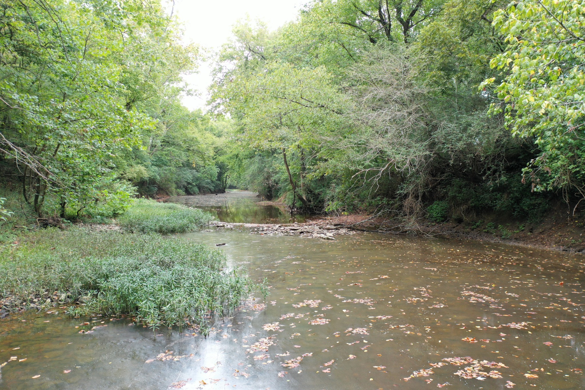 120 March Mill Road Fayetteville, TN 37334 - Photo 2 of 21 a view of a forest with trees in the background