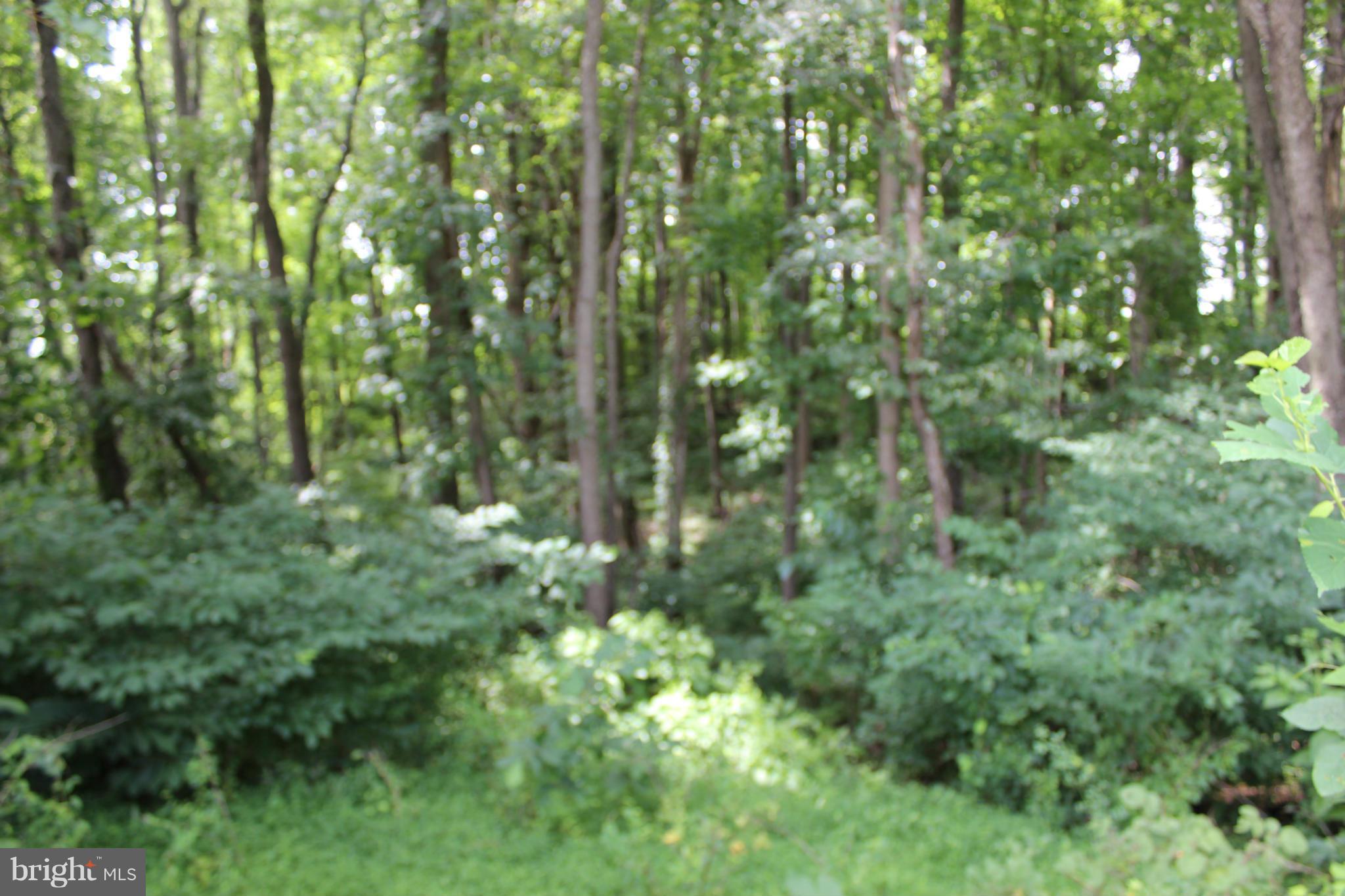 2880 Basford Road Frederick, MD 21703 - Photo 9 of 17 a view of a lush green forest