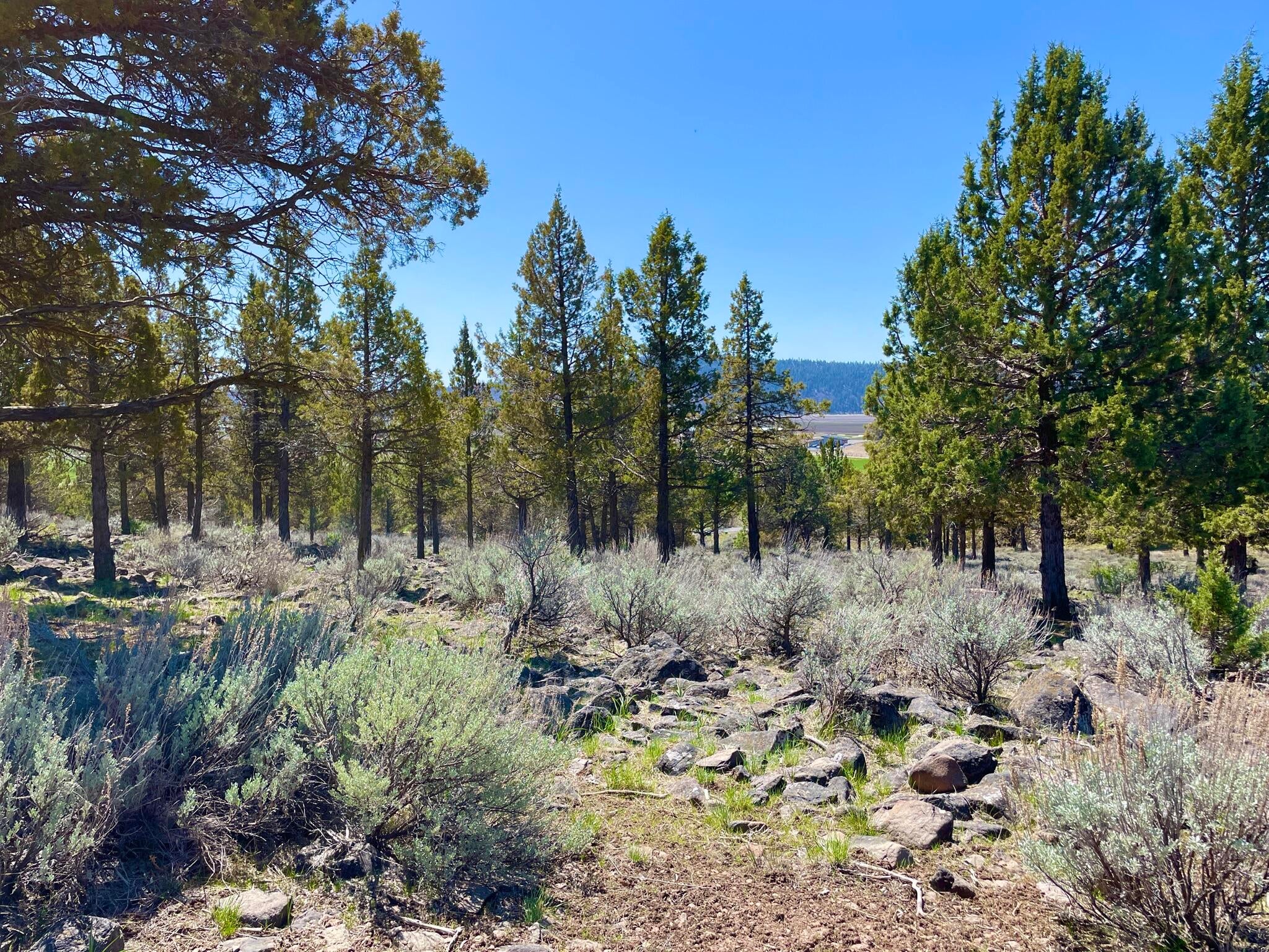 Lot 1168 Parula Road Klamath Falls, OR 97601 - Photo 4 of 6 4