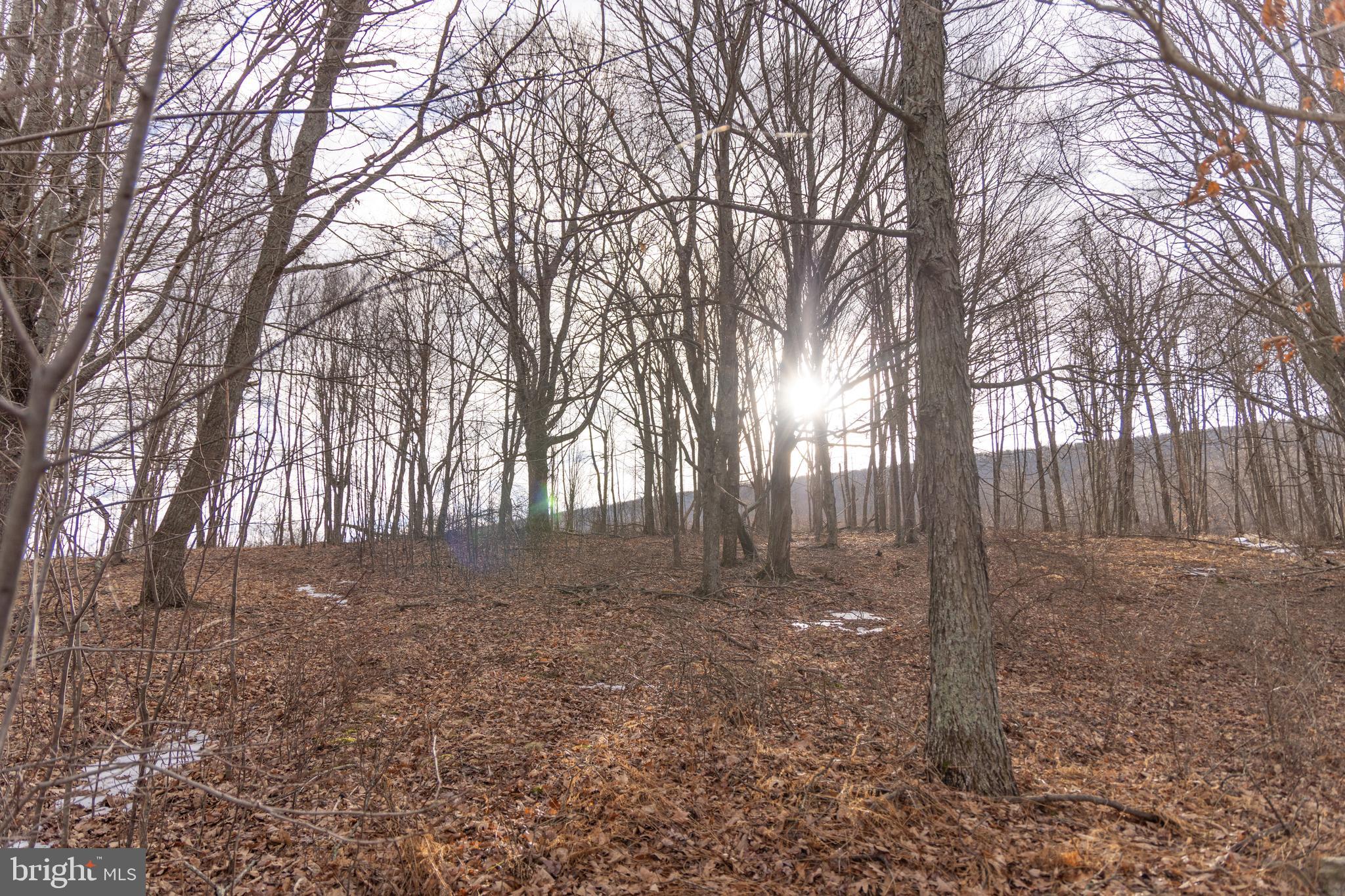 0 Spring Valley Road Gap Mills, WV 24941 - Photo 23 of 37 a view of a yard with trees