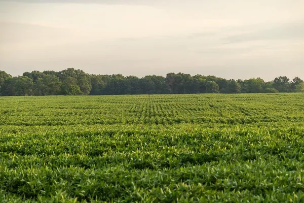 $2,485,000 | 600 Southwest Sw Road, Montrose, MO 64770