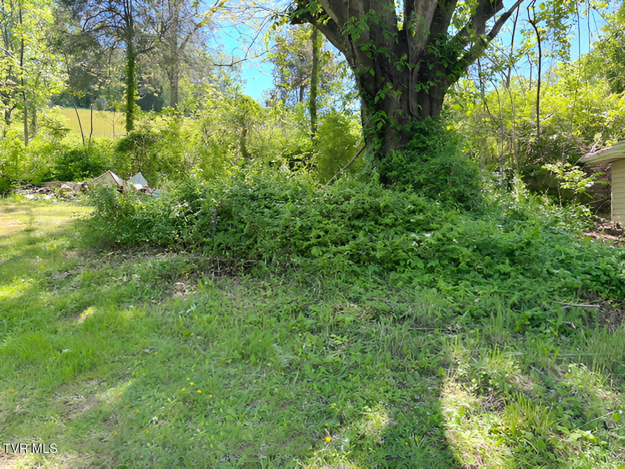 324 Jess Hopson Road Unicoi, TN 37692 - Photo 4 of 14 jess hopson yard 1 05082026