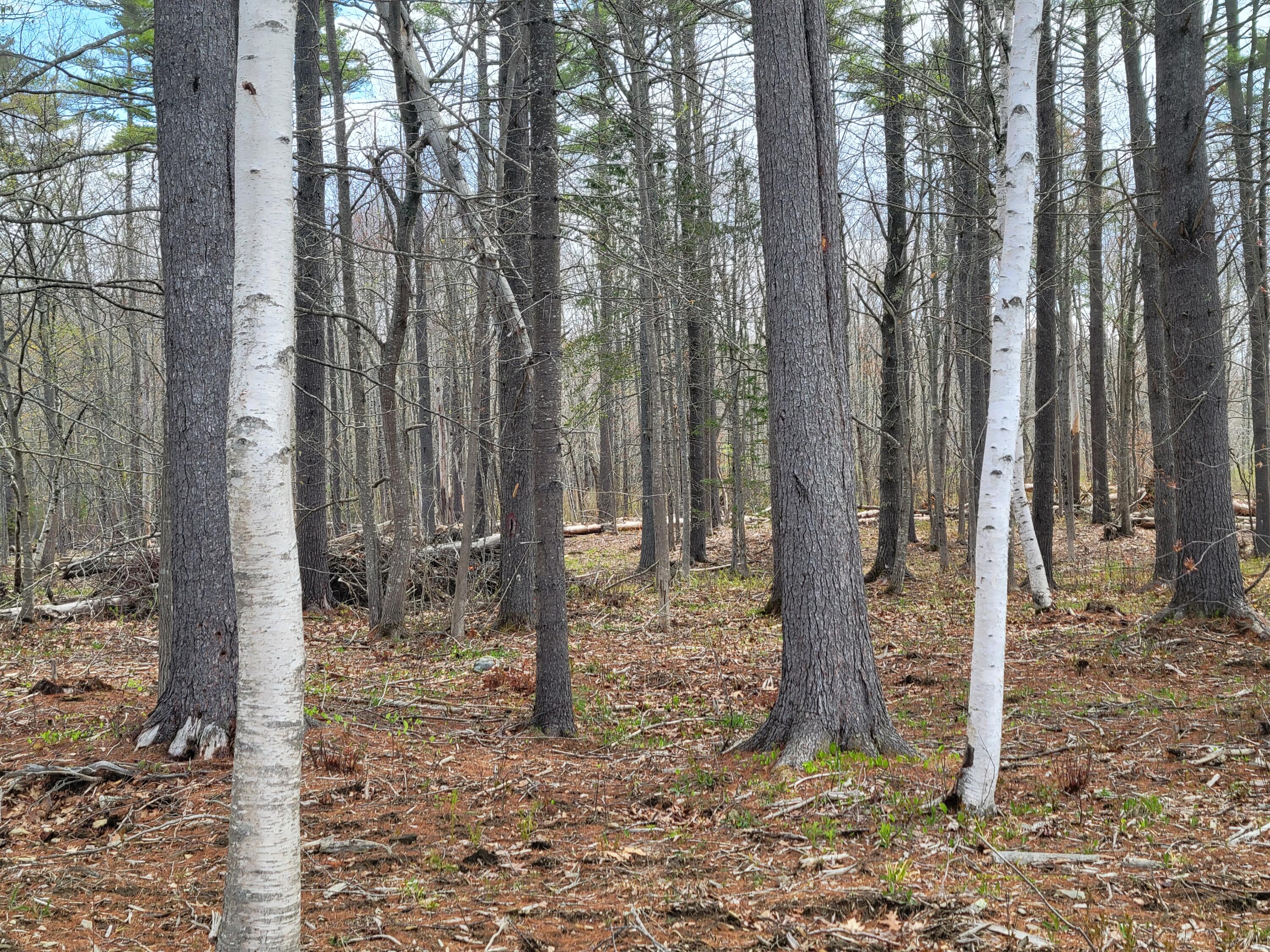 2-lot B Mortland Road Searsport, ME 04974 - Photo 3 of 10 20260514_105059