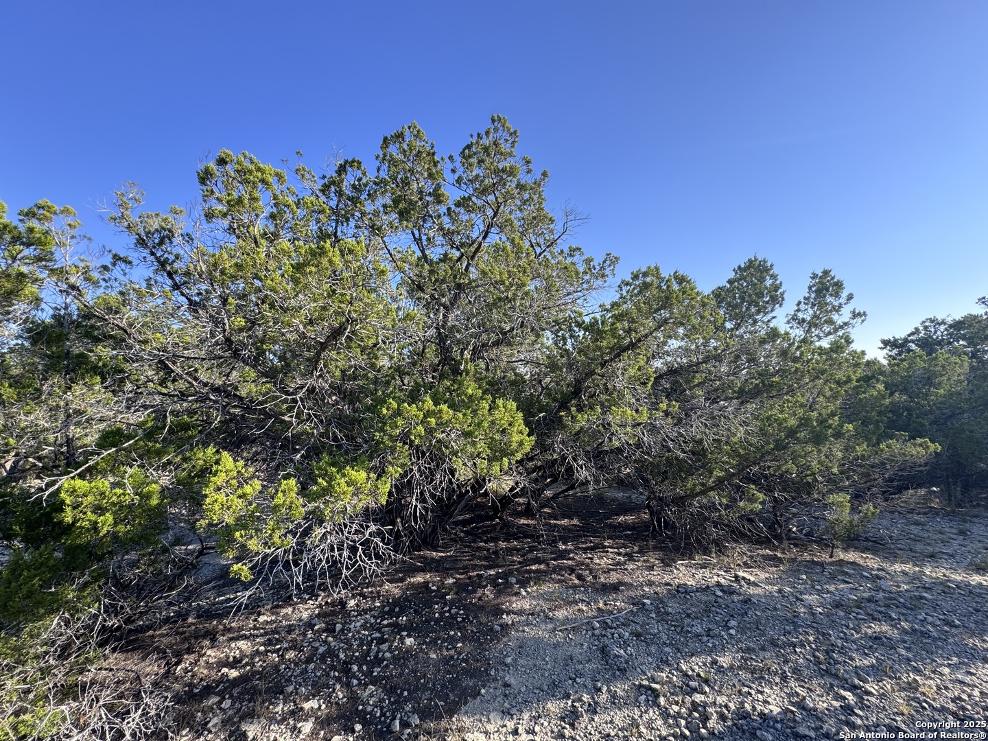 205 Center Point Road Bandera, TX 78003 - Photo 7 of 25 a close up of a plants