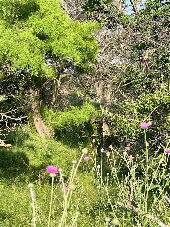 0 South S Highway Comanche, TX 76442 - Photo 12 of 14