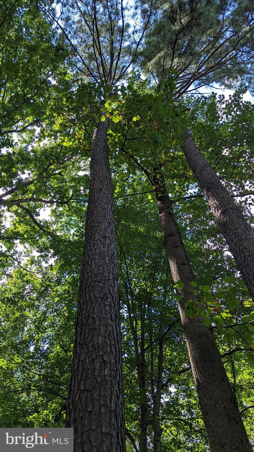 11531 Hickory Cluster Reston, VA 20190 - Photo 58 of 60