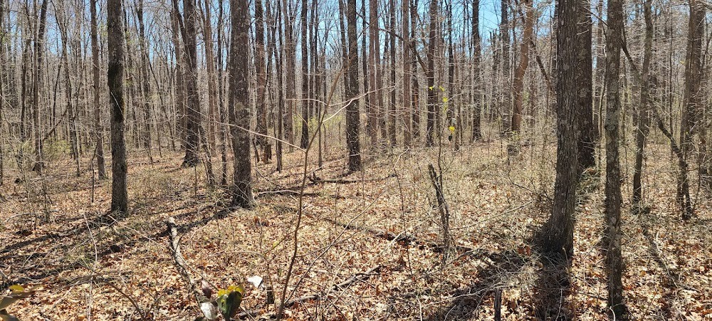 0 Pigeon Spur Road Tracy City, TN 37387 - Photo 17 of 27 Gallery Image 17
