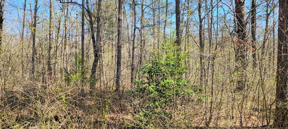 0 Pigeon Spur Road Tracy City, TN 37387 - Photo 5 of 27 Gallery Image 5