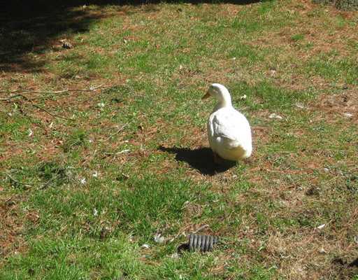 203 Weeks Road Slippery Rock, PA 16057 - Photo 13 of 13 Other. One of natures buddies