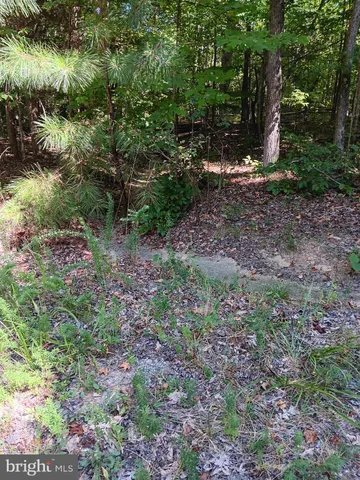 a view of a yard with plants and a tree
