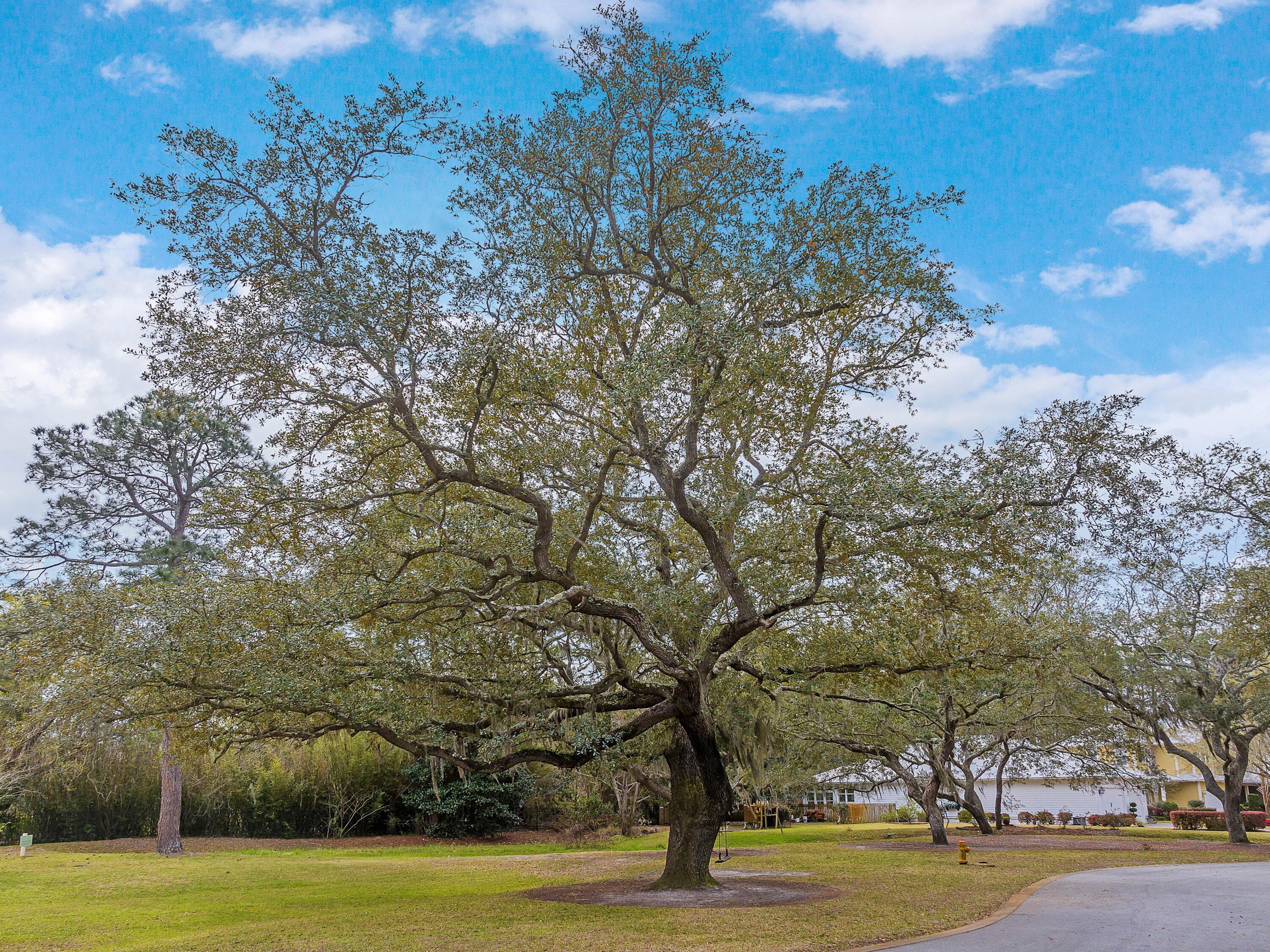 41 Carson Court Miramar Beach, FL 32550 - Photo 57 of 67 a view of a yard with large trees