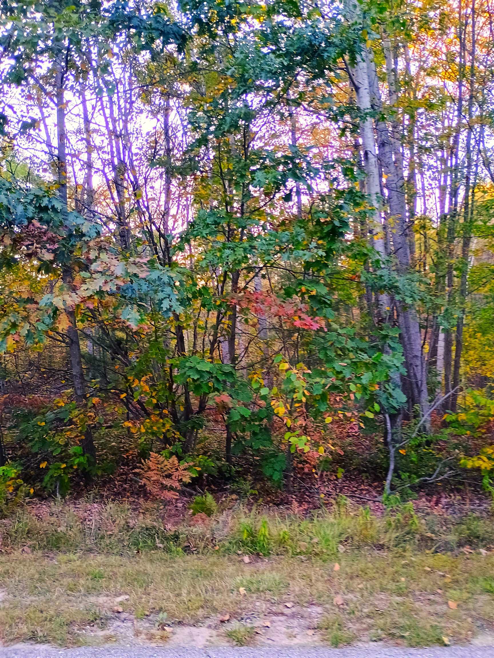 Xx Rivers Terrace Road Gladwin, MI 48624 - Photo 1 of 24
