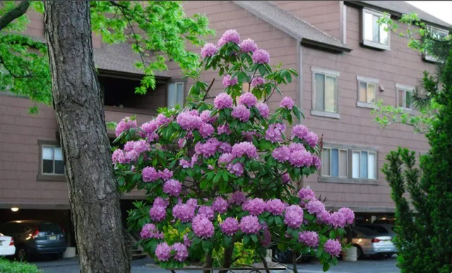 a view of a flowers in front of a house