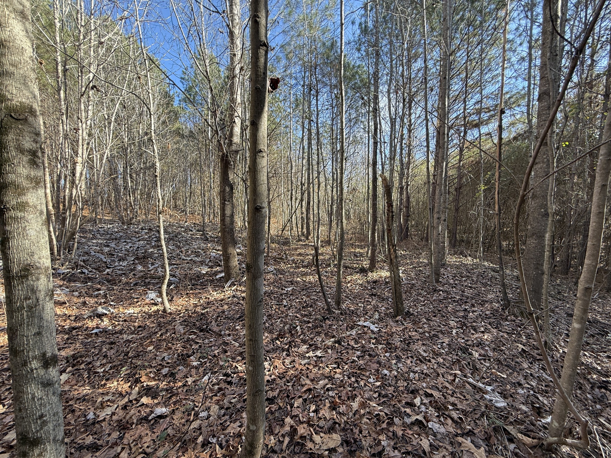 0 County Road 41 Addison, AL 35540 - Photo 9 of 12 Gallery Image 9