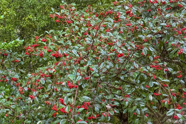 $1,295,000 | 497 Dellbrook Avenue, San Francisco, CA 94131