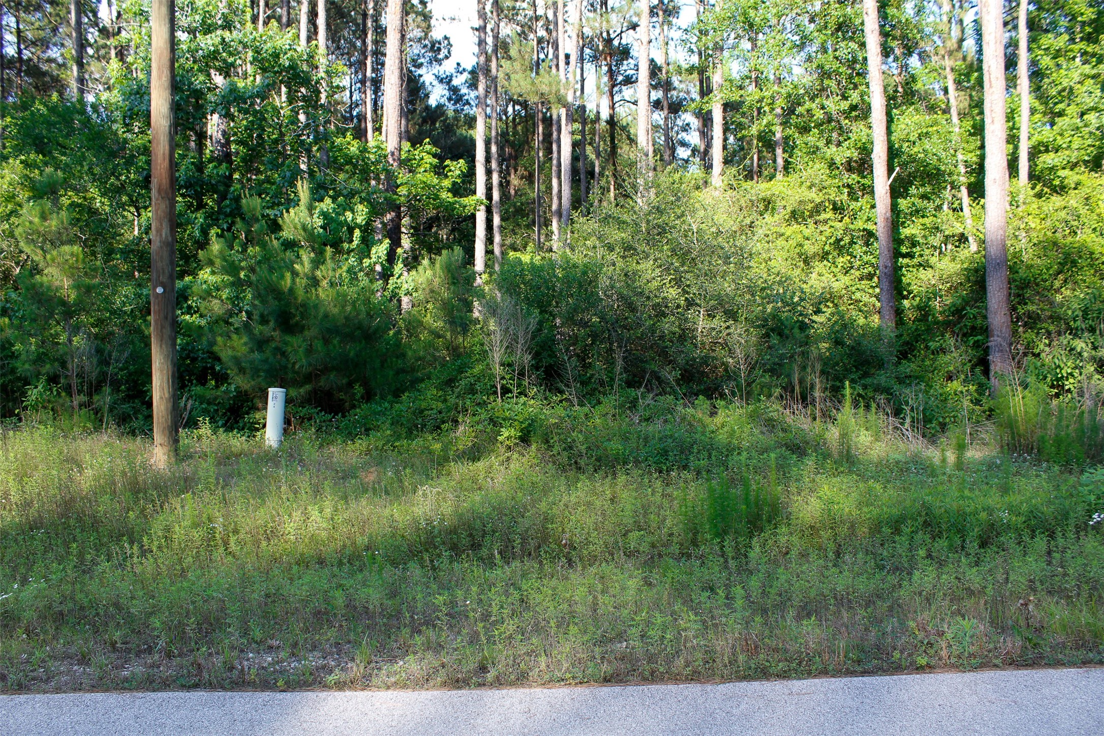 10-27-23 Lonestar Road Huntsville, TX 77340 - Photo 3 of 16 a view of backyard with green space