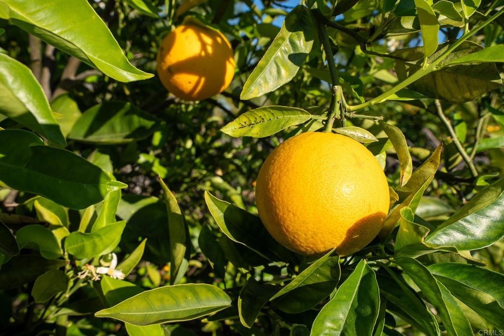 302 Alpine Trail Road Alpine, CA 91901 - Photo 49 of 67