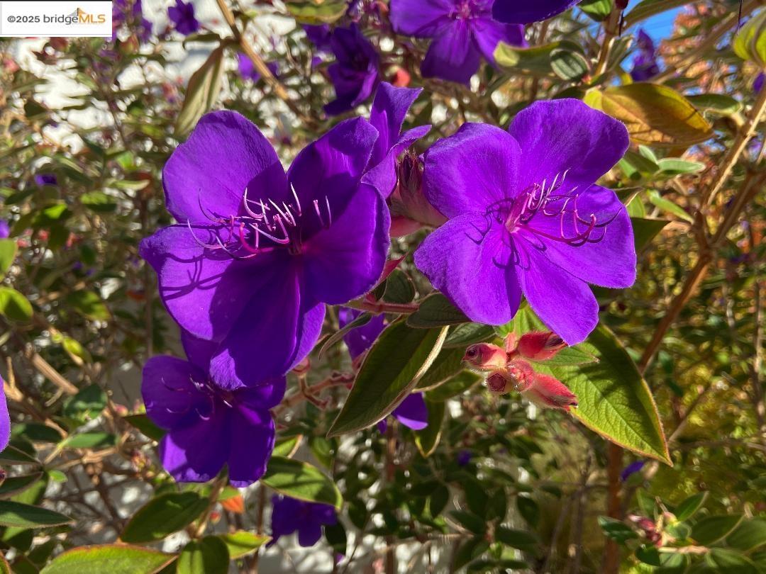 3945 Randolph Avenue, Unit 2 Oakland, CA 94602 - Photo 39 of 43 a view of a tree