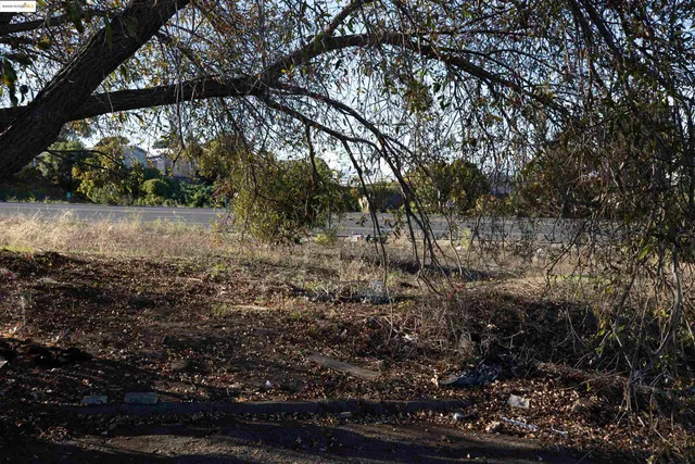 a view of a yard with a tree