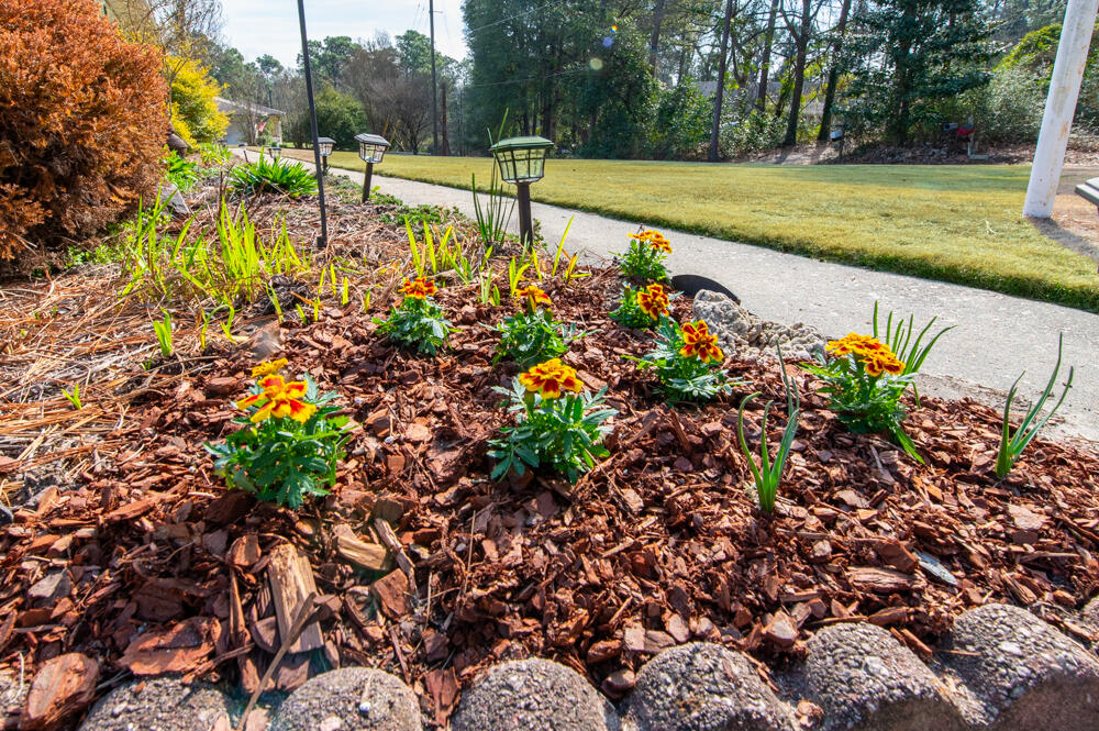 3215 Colonial Drive Aiken, SC 29801 - Photo 30 of 32 Landscaping!