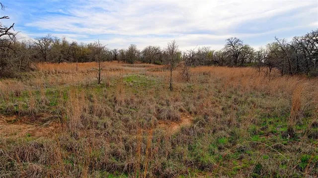 a view of a forest with a tree