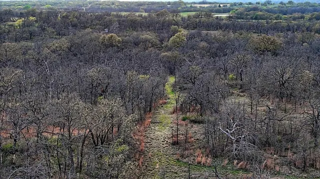 a view of a bunch of trees and bushes