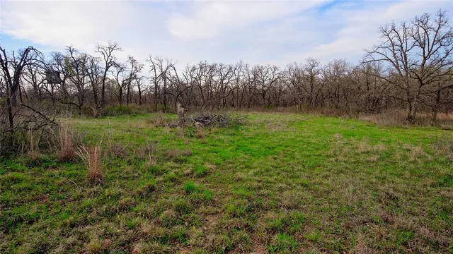 a view of a yard with a tree