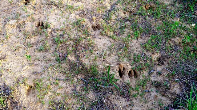 a view of a yard with a plant