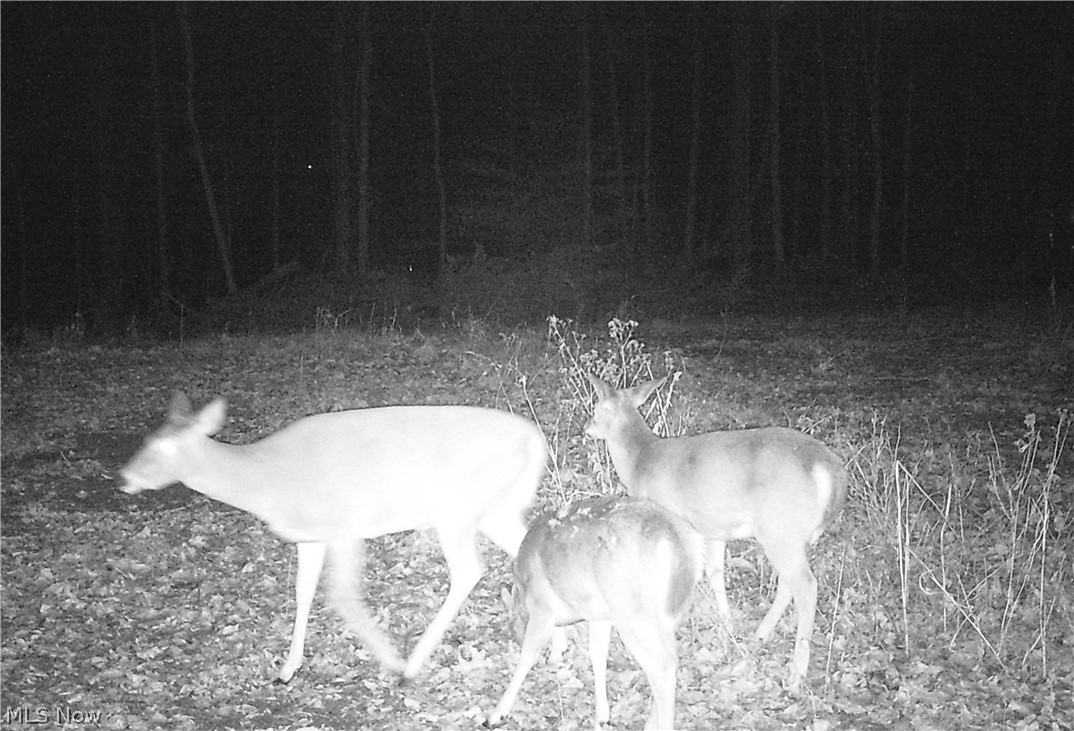 Tabor Ridge Road Mineral City, OH 44656 - Photo 8 of 33 Gallery Image 8