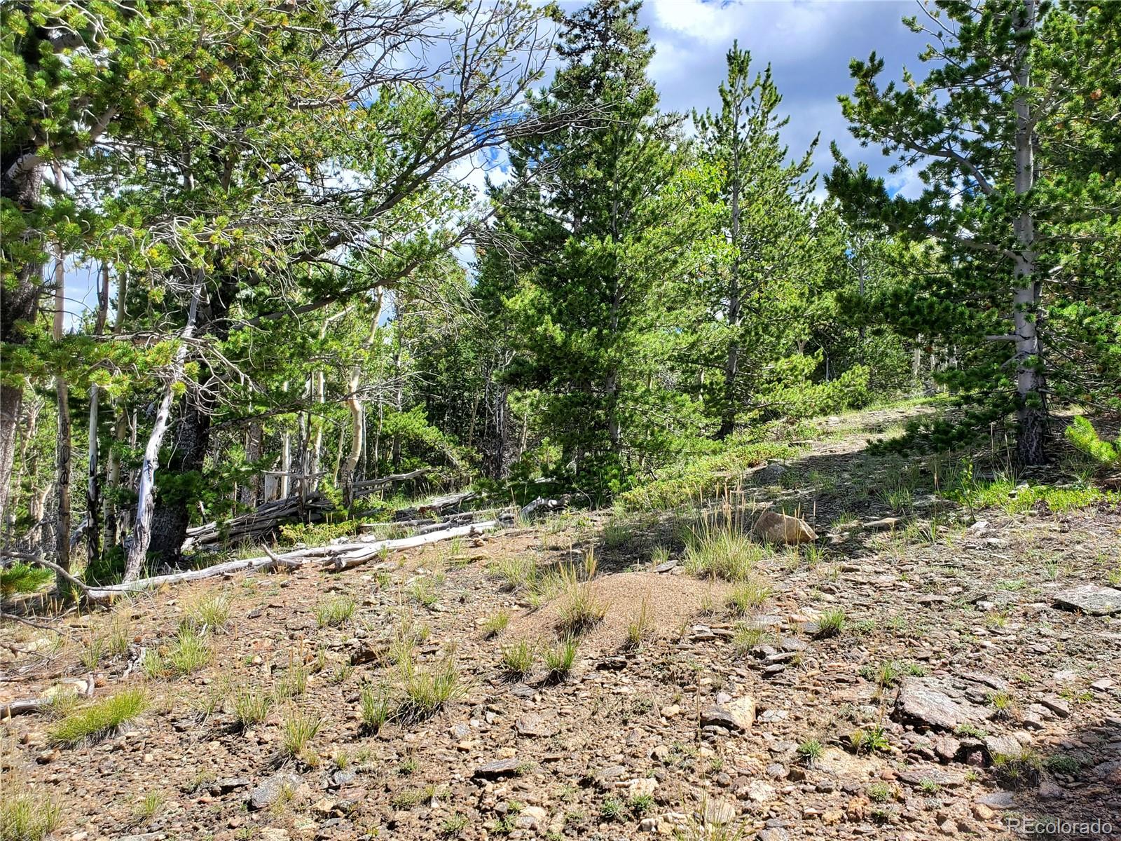 1 South Spring Gulch Road Idaho Springs, CO 80452 - Photo 10 of 15 a view of a yard with plants and trees
