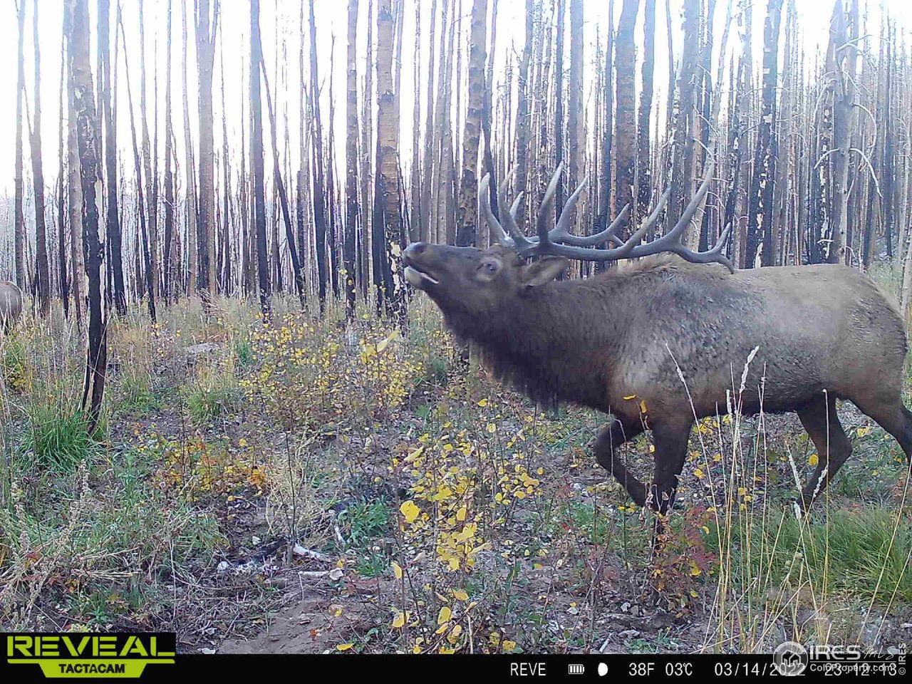 1055 Granite Road Bellvue, CO 80512 - Photo 27 of 36 Gallery Image 27