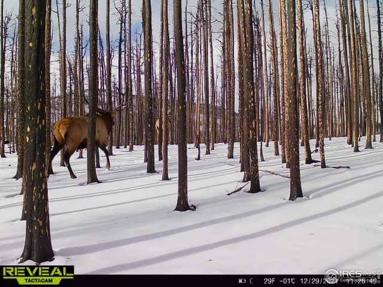 1055 Granite Road Bellvue, CO 80512 - Photo 33 of 36 Gallery Image 33